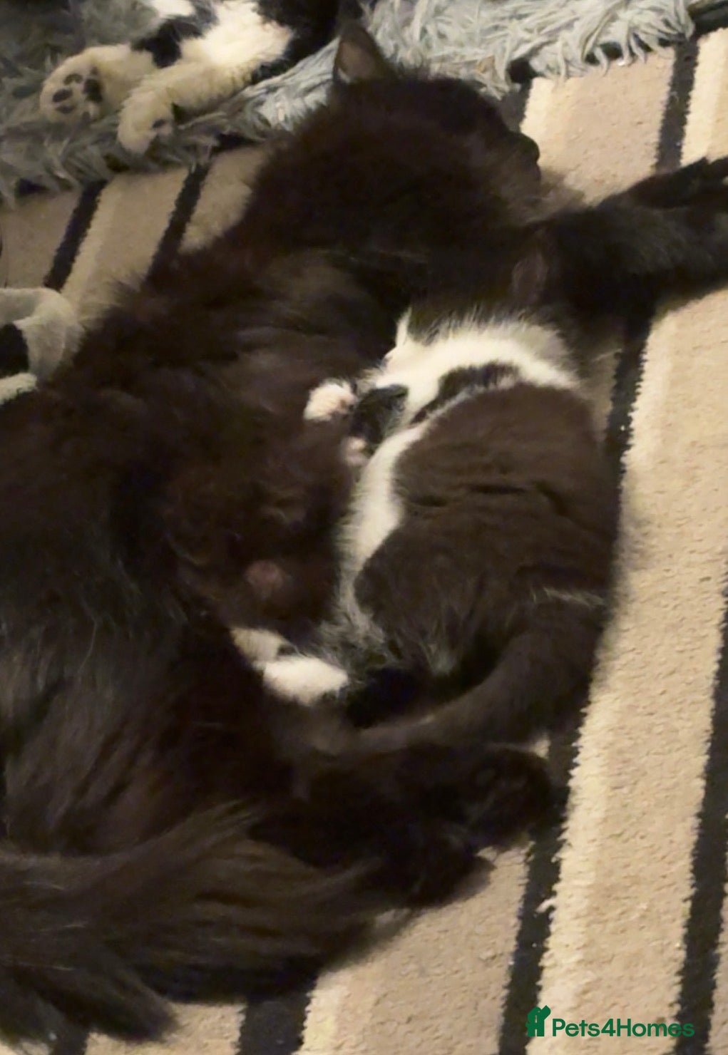 Mixed Breed cats for sale: Adorable healthy kittens for sale  - Advert 1