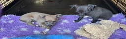 Italian Greyhound dogs for sale: 2 gorgeous Italian Greyhound boys. - Advert 4