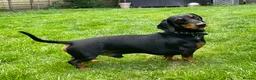 Dachshund dogs for stud: Smooth mini Dachshund  in Horsham - Advert 3