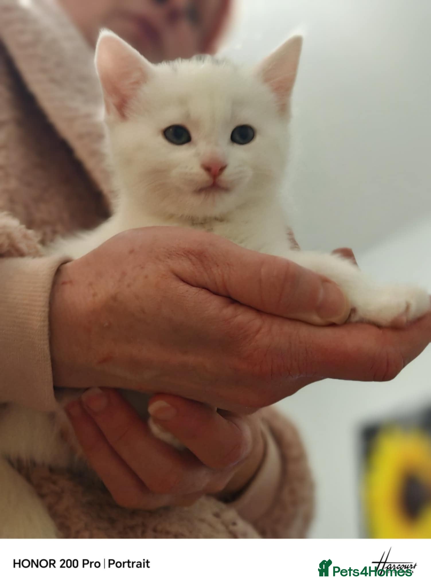 Khao Manee cats Beautiful kittens (ready to leave 9.02.2026) - Advert 2