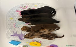 Mixed Breed dogs for sale: Dorkie puppies - Image 21