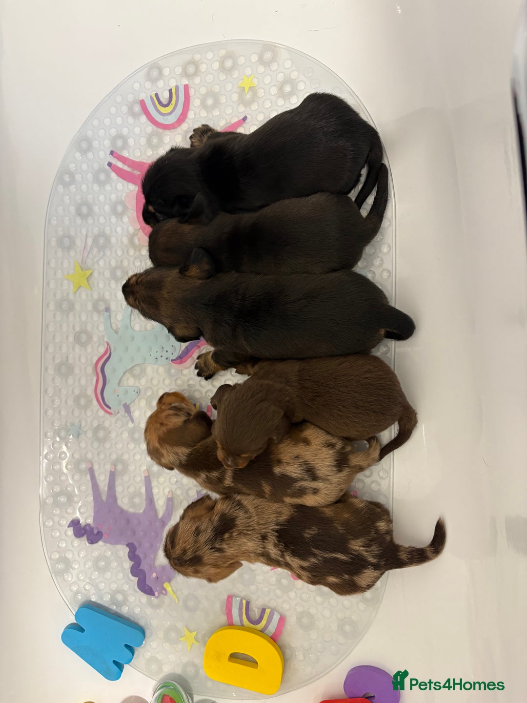 Mixed Breed dogs for sale: Dorkie puppies - Image 21