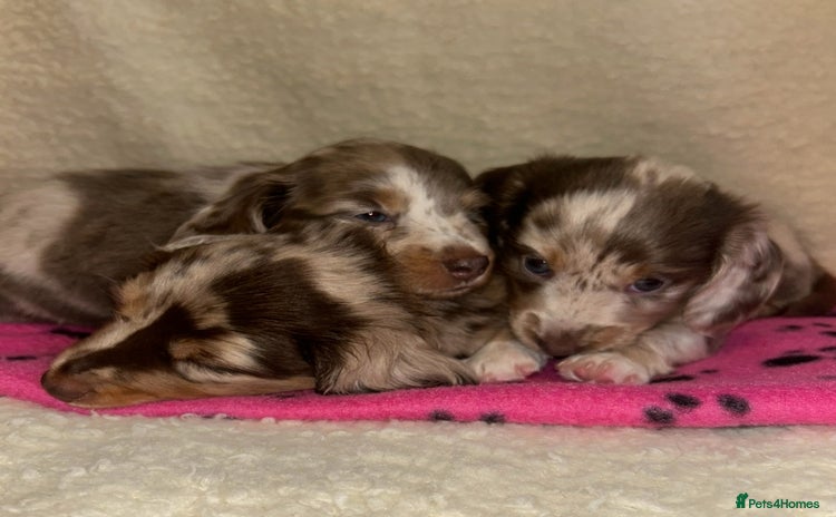 Miniature Dachshund dogs - Advert 15