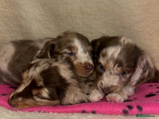 Miniature Dachshund dogs - Advert 36