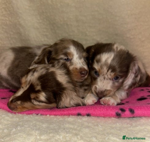 Miniature Dachshund dogs - Advert 15
