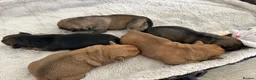 Norfolk Terrier dogs for sale: Norfolk X Puppies  - Advert 6