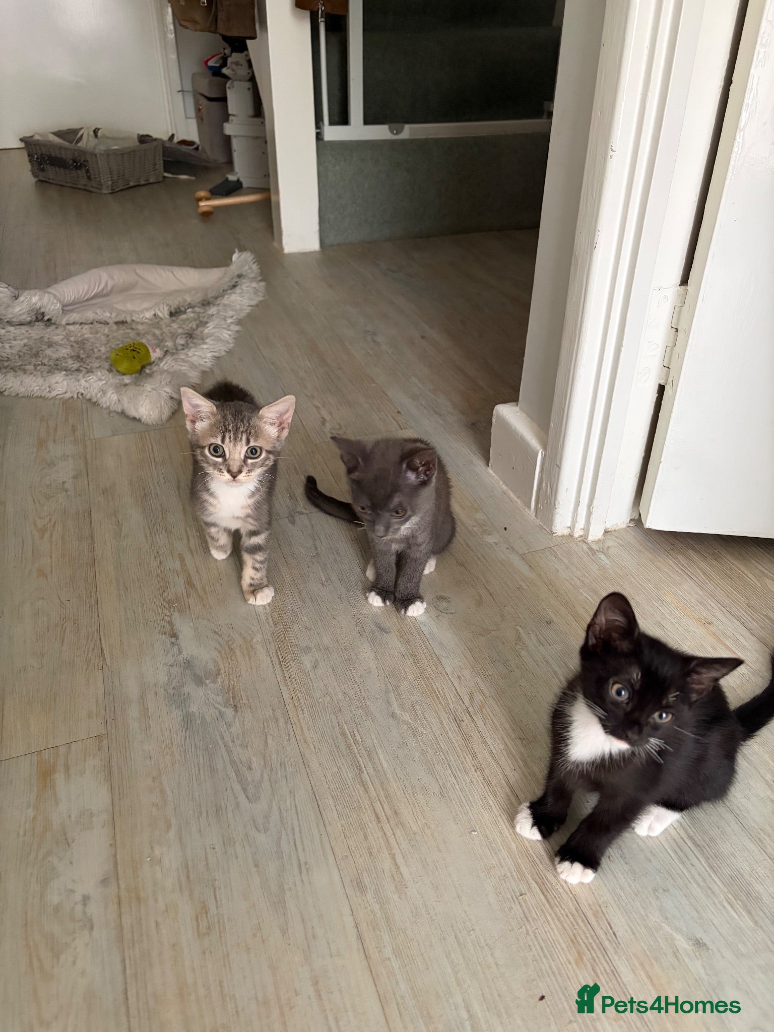 Mixed Breed cats Female bengal  - Advert 3