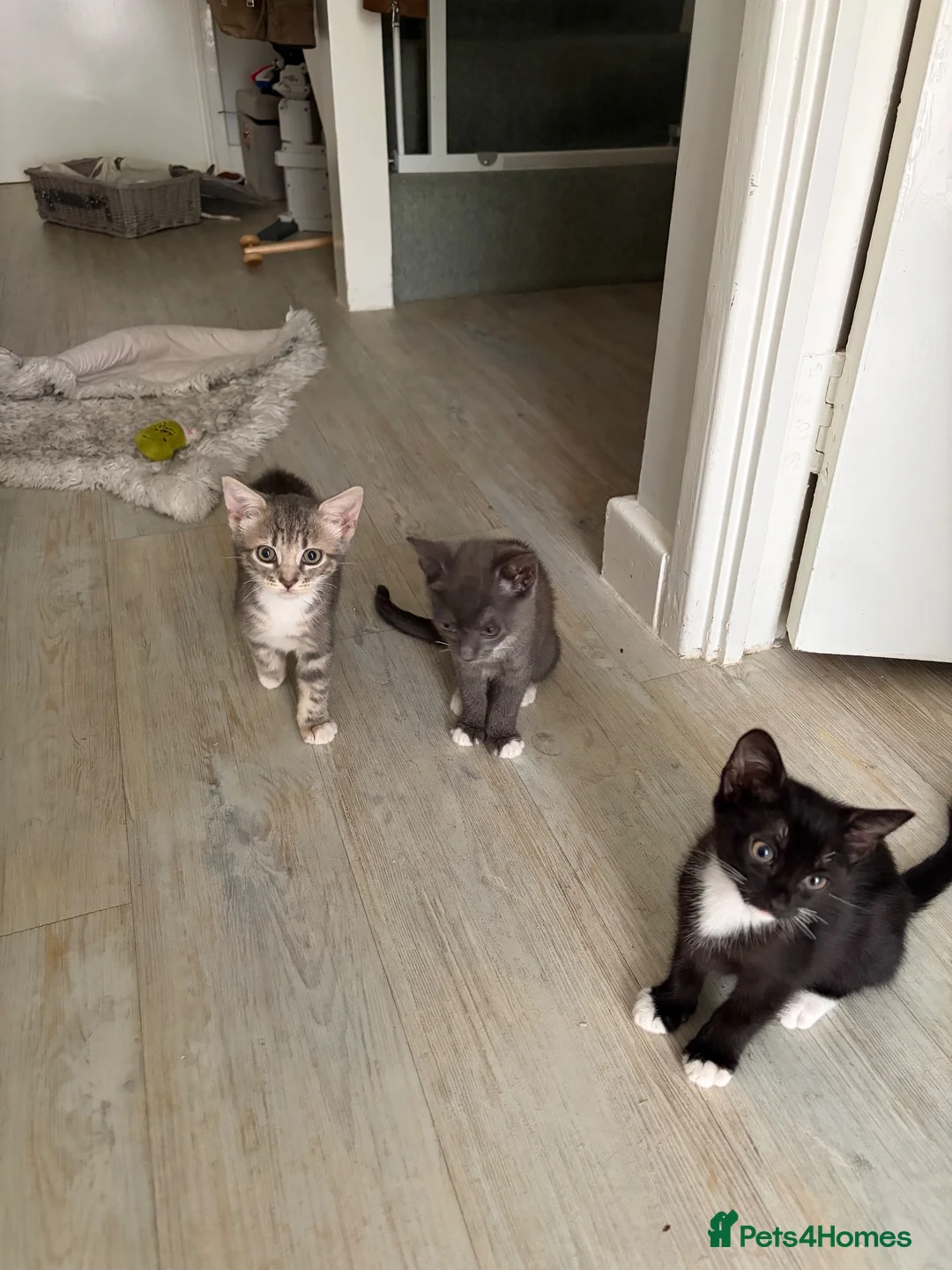 Mixed Breed cats for sale: Female bengal  - Advert 1