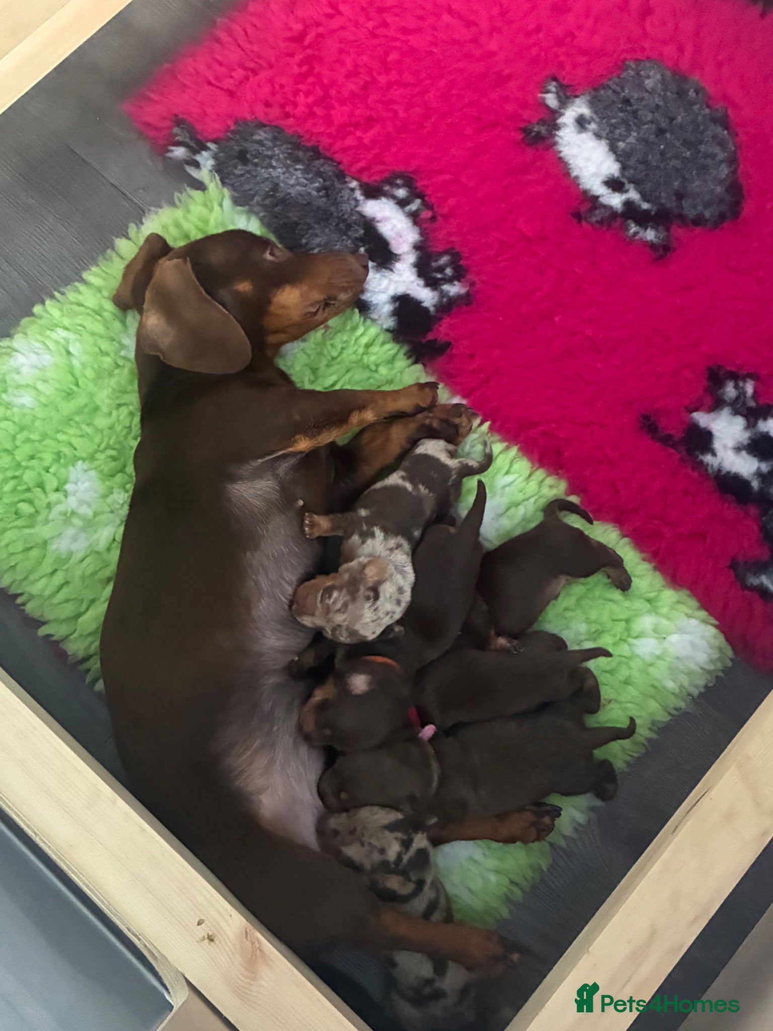 Miniature Dachshund dogs Miniature dachund pups  - Advert 4
