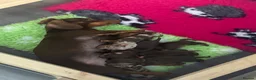 Miniature Dachshund dogs for sale: Miniature dachund pups  - Advert 1