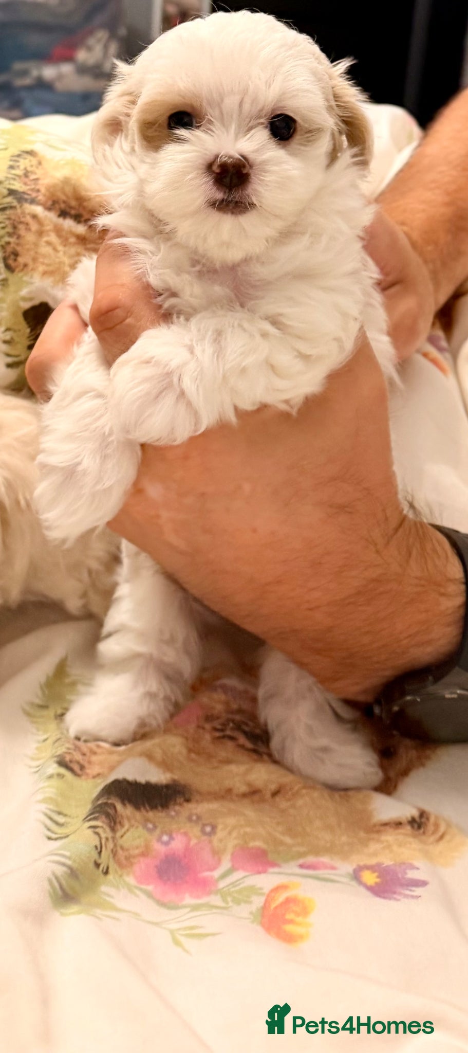 Maltipoo dogs ❌❌S  Gorgeous maltipoo F2 🐶🐶🐶🐶🐶 - Advert 2