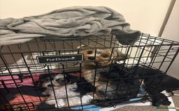 Yorkshire Terrier dogs for sale: Yorkshire terrier  - Image 6