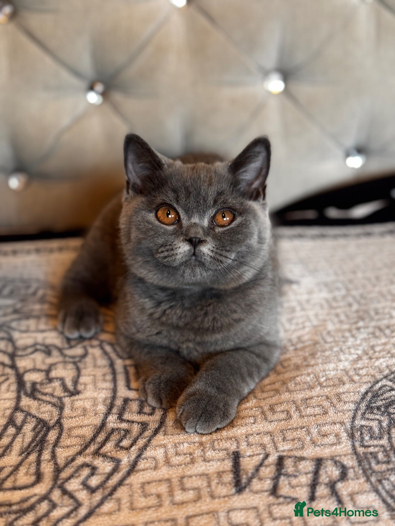 British Shorthair cats Gorgeous British shorthair kittens,Registered🏆🏆 - Advert 3