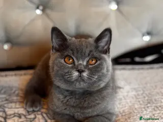 British Shorthair cats Gorgeous British shorthair kittens,Registered🏆🏆 - Advert 3