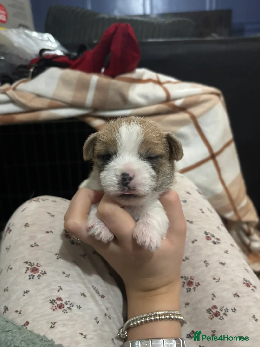 Shorkie dogs for sale: Shorkie x puppies  - Advert 2