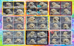 Golden Retriever dogs for sale: 9 KC registered, from imported lines puppies  - Image 7