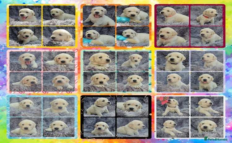 Golden Retriever dogs - Advert 1
