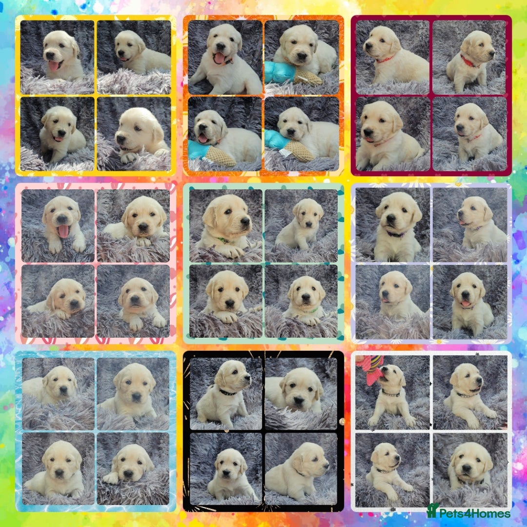Golden Retriever dogs for sale: 9 KC registered, from imported lines puppies  - Image 7