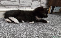 Ragdoll cats for sale: Adorable 9 Week Old Kittens - Litter Trained - Image 10