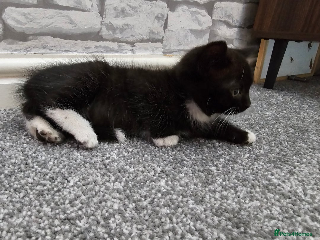 Ragdoll cats for sale: Adorable 9 Week Old Kittens - Litter Trained - Image 10