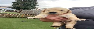 Golden Retriever 1
