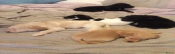 Border Collie dogs for sale: Collie Staffy X Cockerpoo in Cheltenham - Advert 3