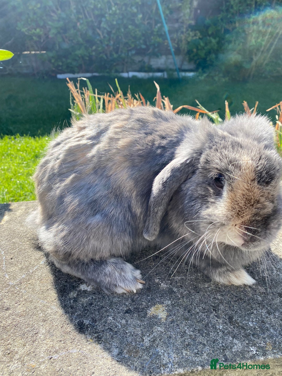 Mixed Breed rabbits for sale: Rabbits for sale  - Image 6
