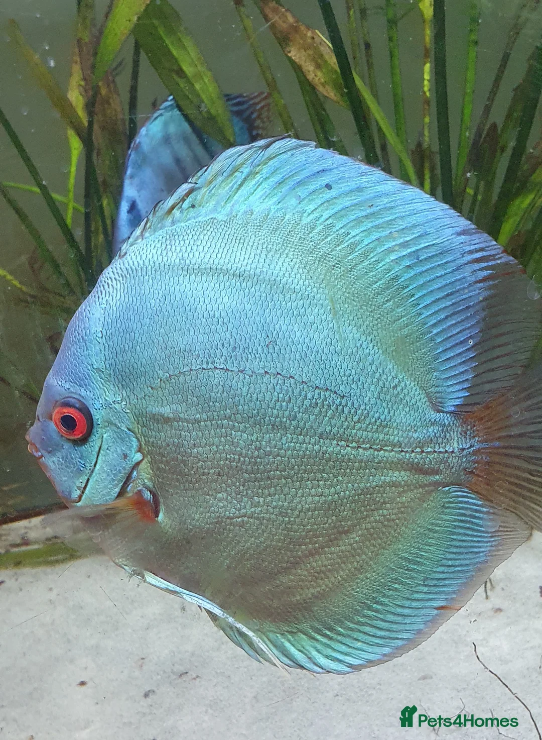 Discus fish for sale: Adult Blue Diamond  - Advert 1