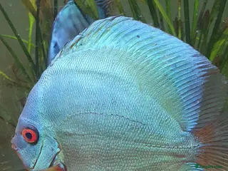 Discus fish Adult Blue Diamond - Advert 1