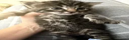 Mixed Breed cats for sale: Very beautiful marbled and striped cats - Advert 10