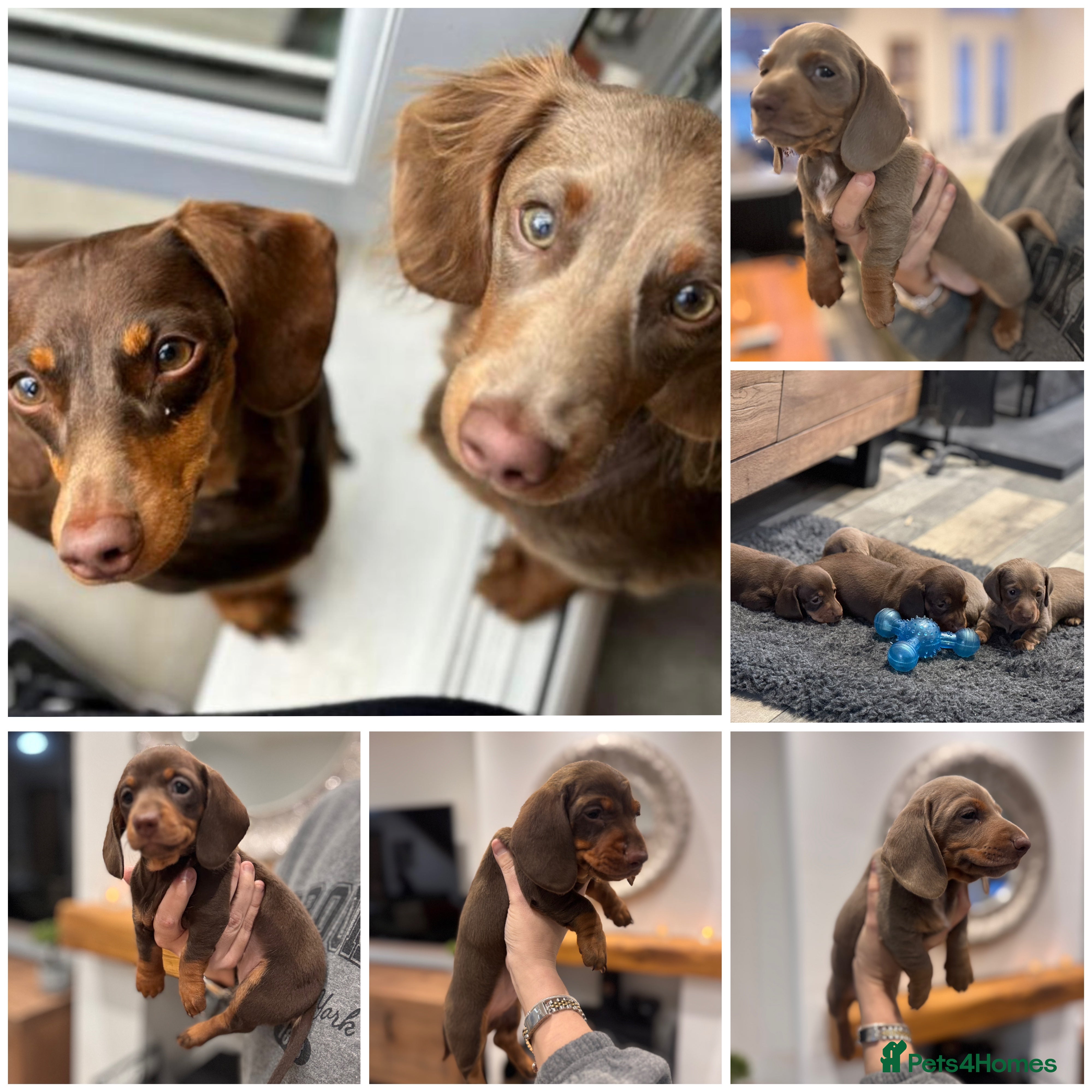 Miniature Dachshund dogs Miniature dachshund  - Advert 2