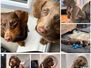 Miniature Dachshund dogs Miniature dachshund - Advert 2