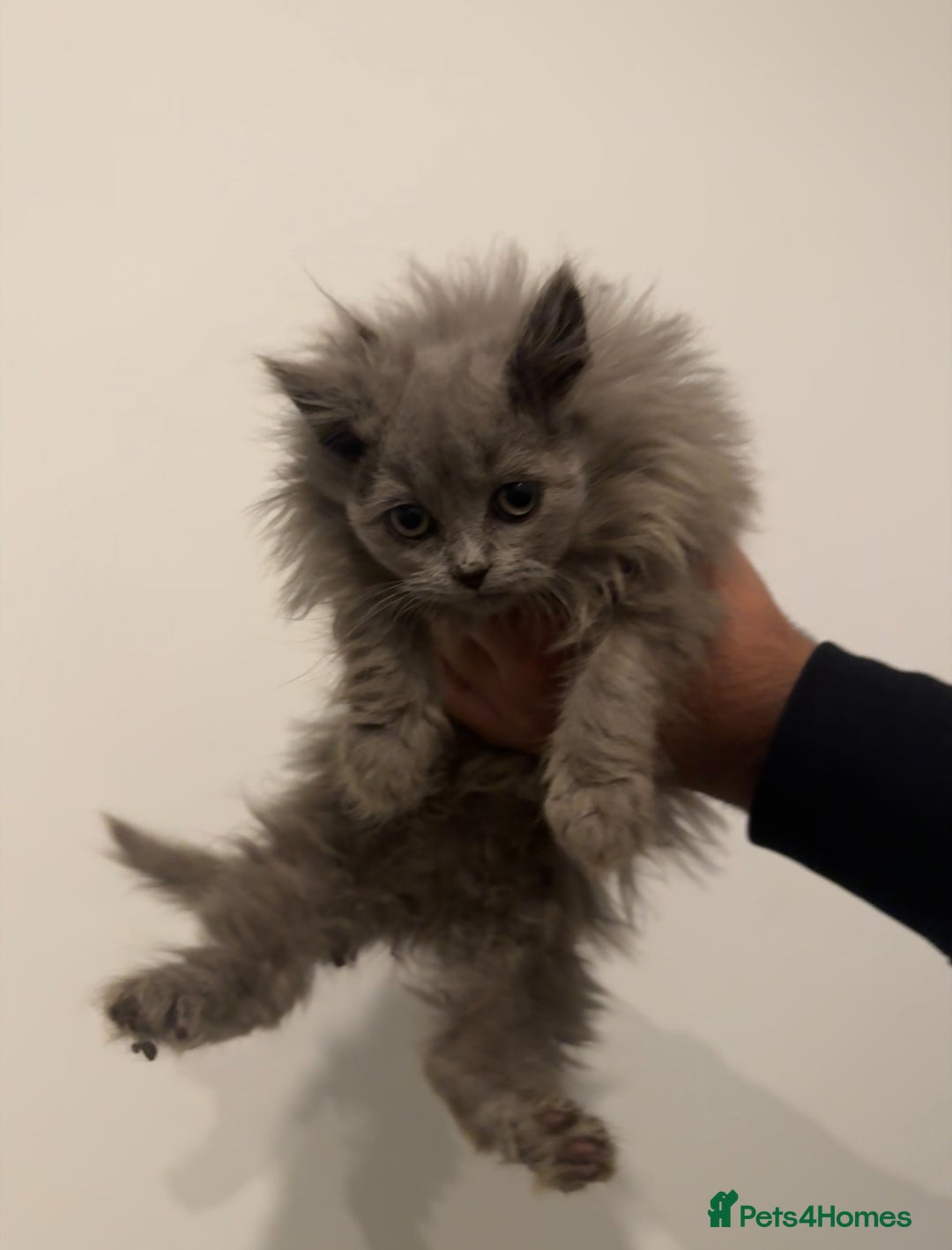 British Longhair cats for sale: Adorable British Longhair Kittens Ready Now! - Advert 30