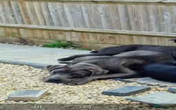 Cane Corso dogs for sale: Obie full cane corso - Image 4