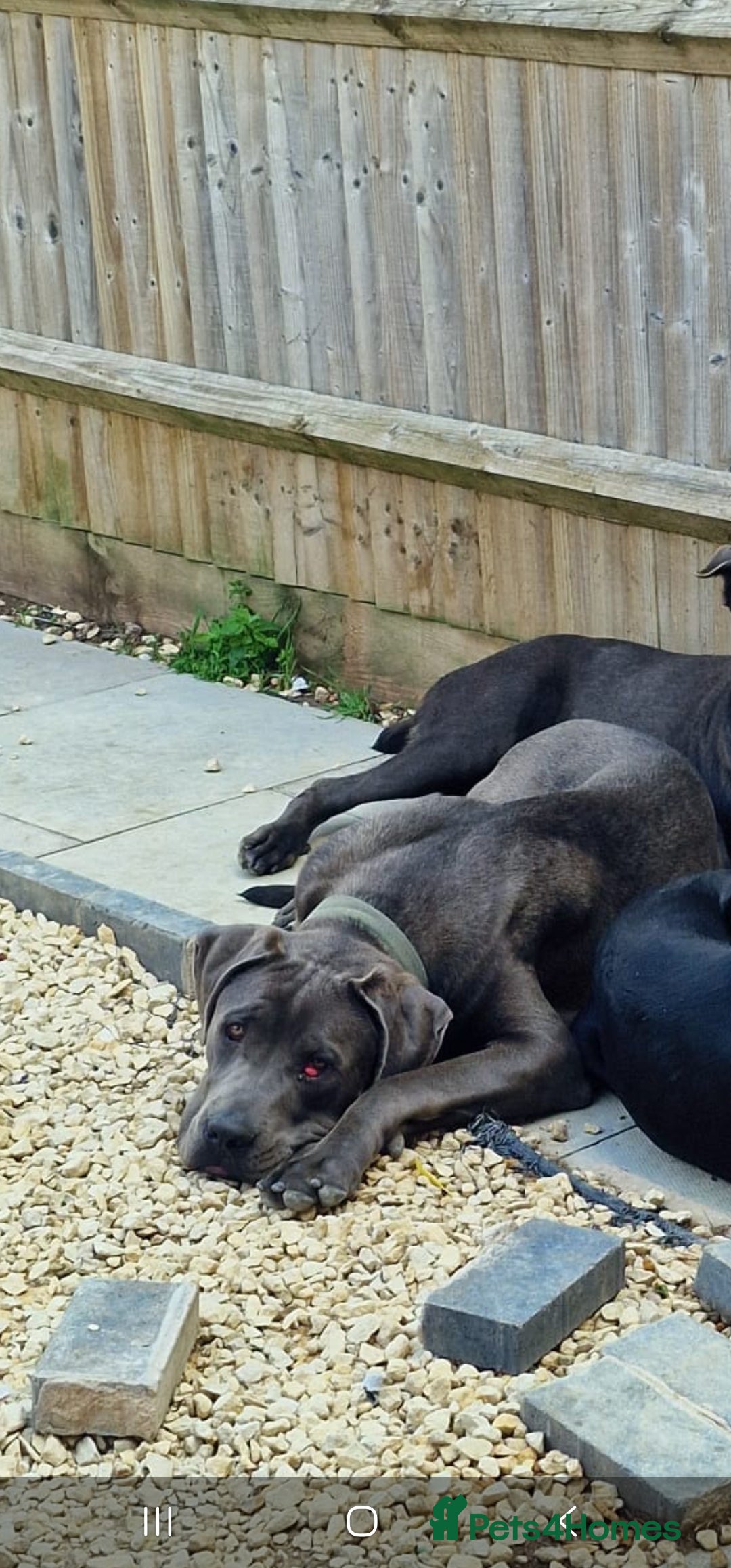 Cane Corso dogs for sale: Obie full cane corso - Image 4