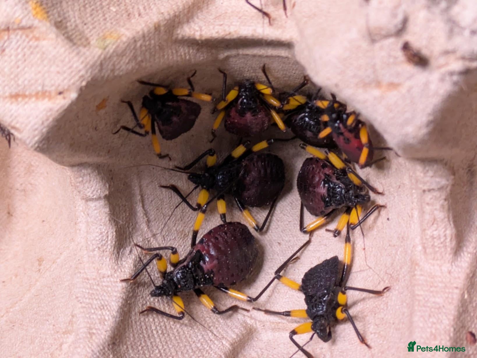 Beetles invertebrates White spot assassin nymphs (Platymeris biguttatus) - Advert 3