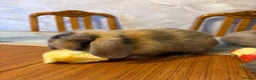 English Lop rabbits for sale: Rabbits - Advert 7