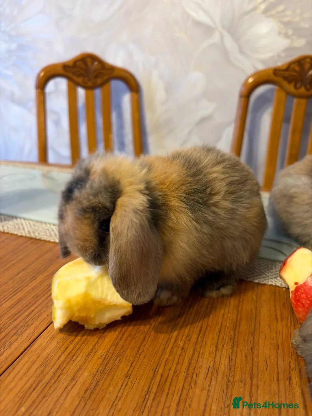 English Lop rabbits for sale: Rabbits - Advert 7