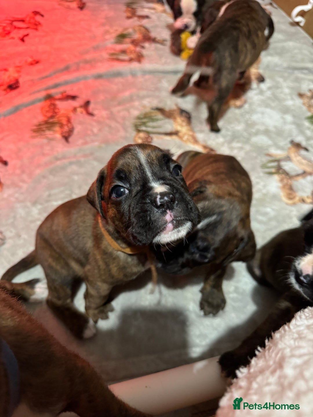 Boxer dogs for sale: Boxer Puppies UPDATED PHOTOS  - Advert 5