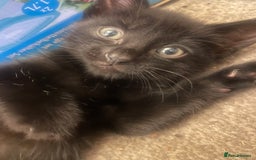 Domestic Shorthair cats for sale: Shadow  - Image 5