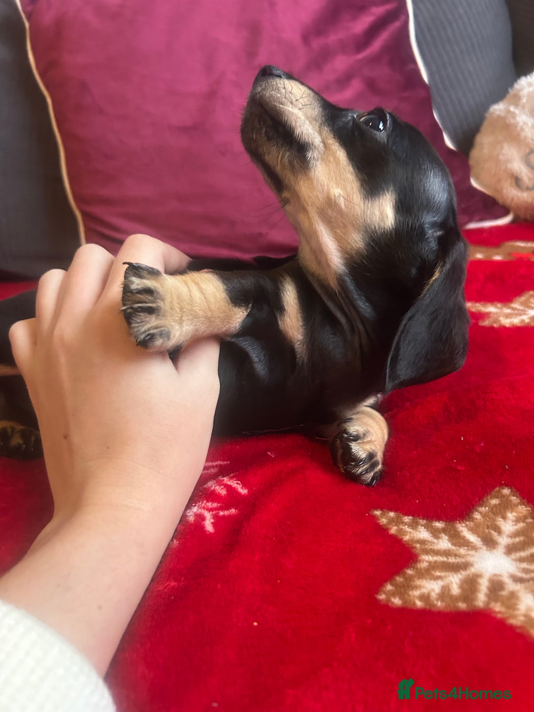 Miniature Dachshund dogs for sale: Miniature dachshund puppy’s  - Advert 9