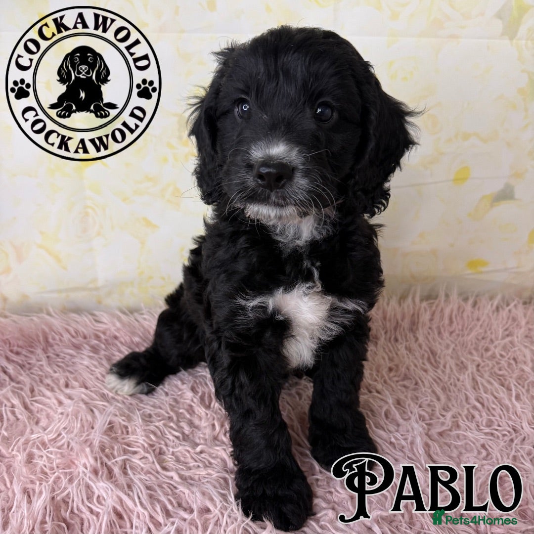 Cockapoo dogs 💖 Exceptional F1 Cockapoo Puppies 💖  - Advert 1