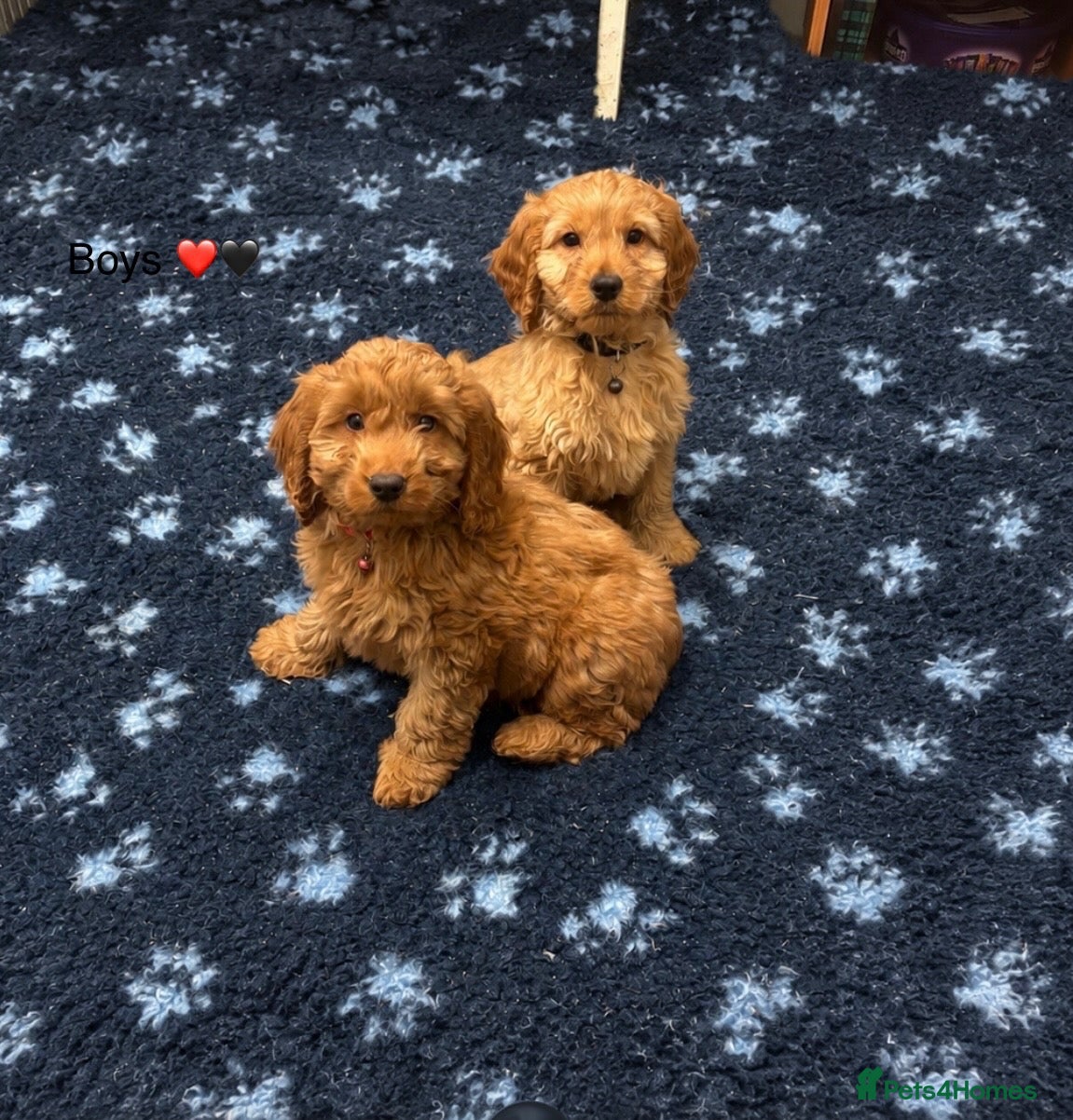 Cockapoo dogs for sale: F1 Cockapoo puppies Ready now. - Advert 17