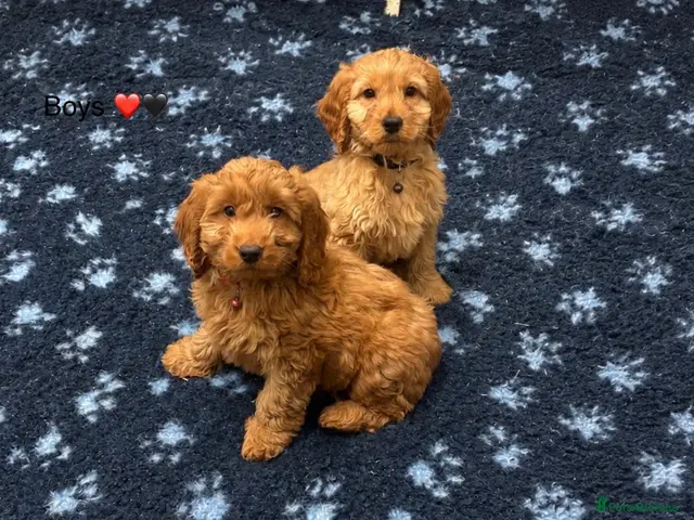Cockapoo dogs for sale: F1 Cockapoo puppies Ready now. - Advert 17