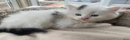 Mixed Breed cats for sale: Beautiful long hair kittens  - Advert 8