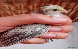 Quail poultry for sale: Snowflake Bobwhite Quail Chicks ~ Various Ages - Image 4