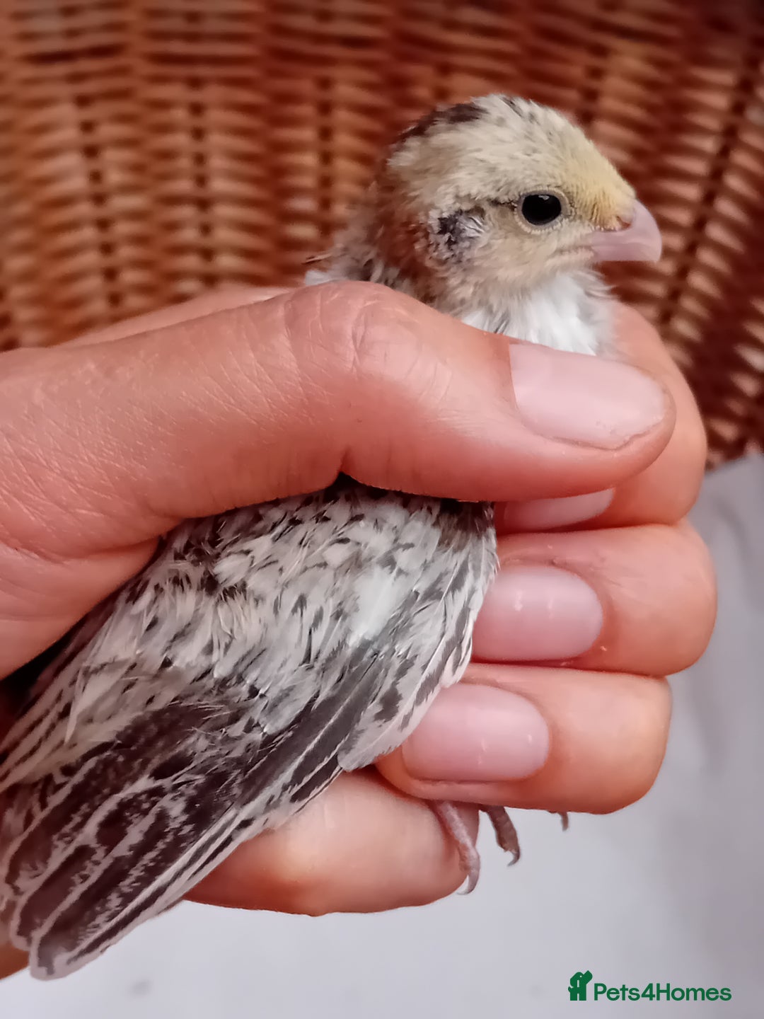 Quail poultry for sale: Snowflake Bobwhite Quail Chicks ~ Various Ages - Image 4