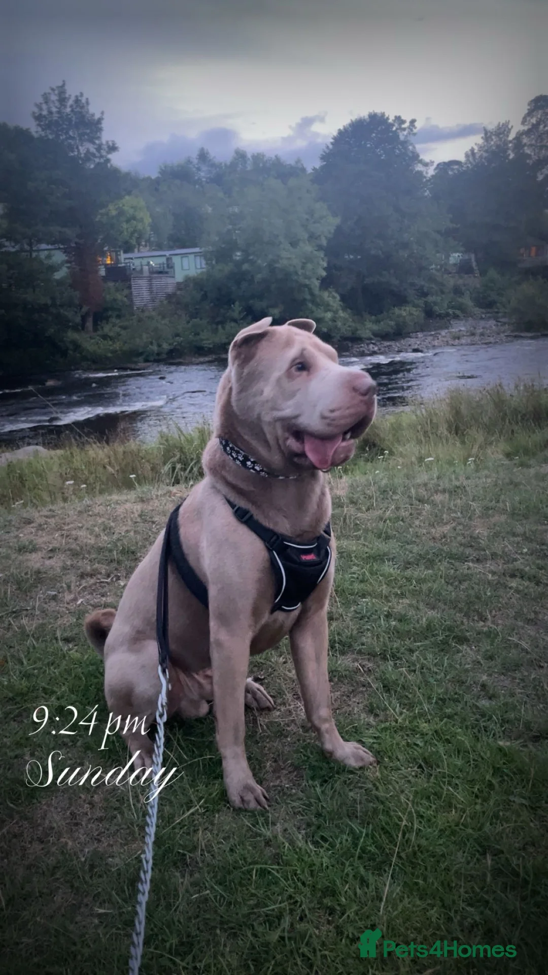 Shar Pei dogs for stud: LILAC SHARPEI FOR STUD  in Bishop Auckland - Advert 1