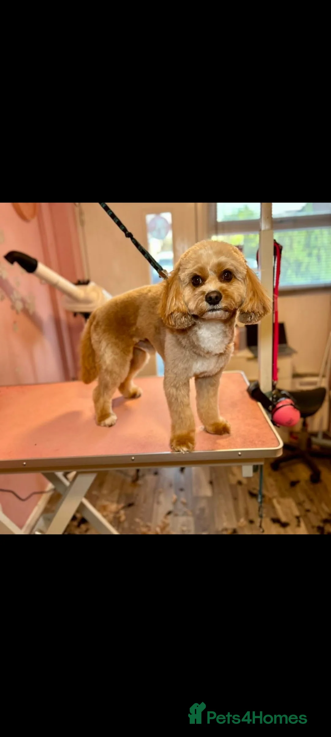 Mixed Breed dogs for sale: Beautiful puppy - Advert 2