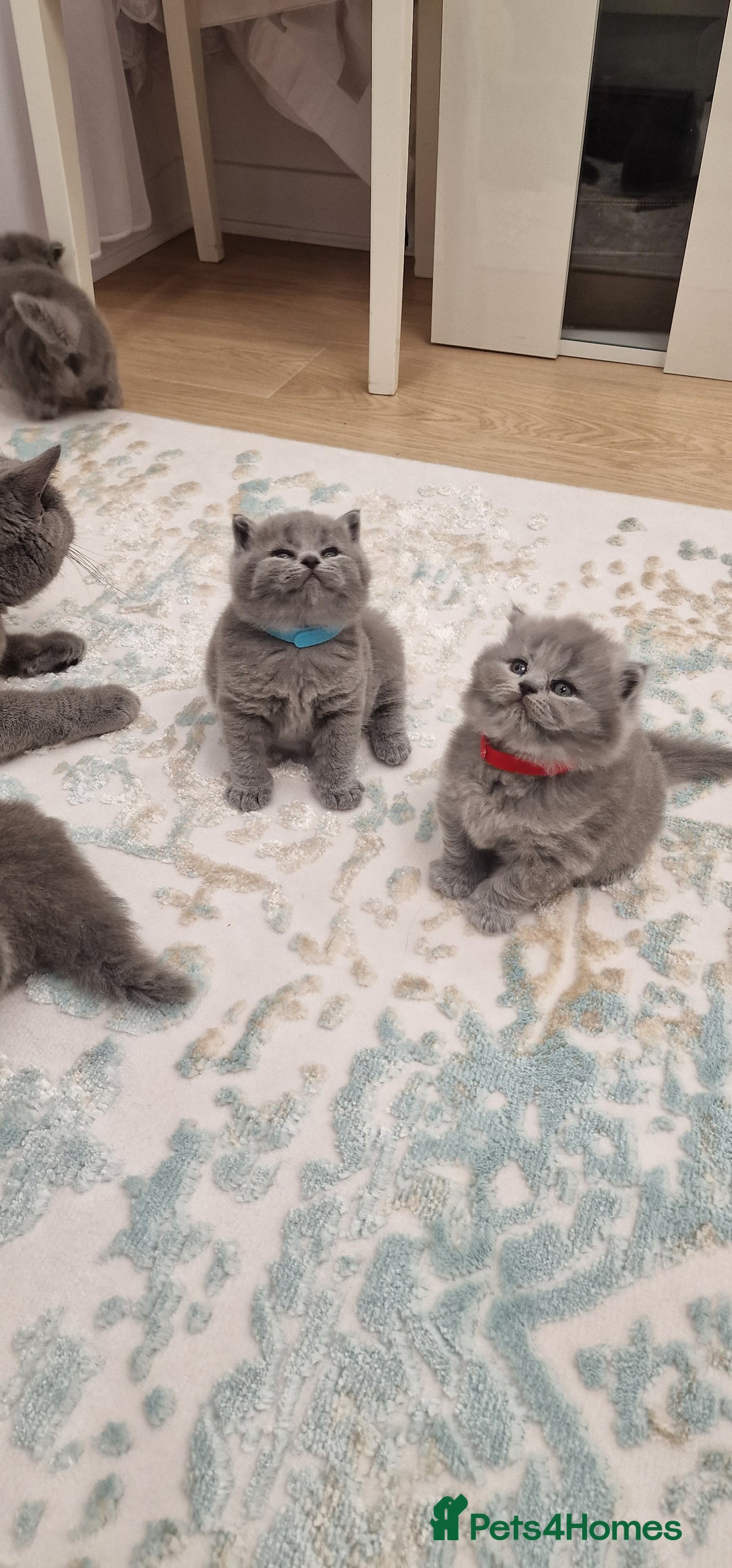 British Shorthair cats for sale: 💙British Shorthair and Long.. Blue kittens ❤️💛💚 - Image 20